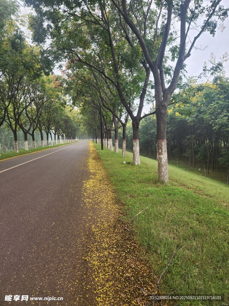 秋日林荫道美景