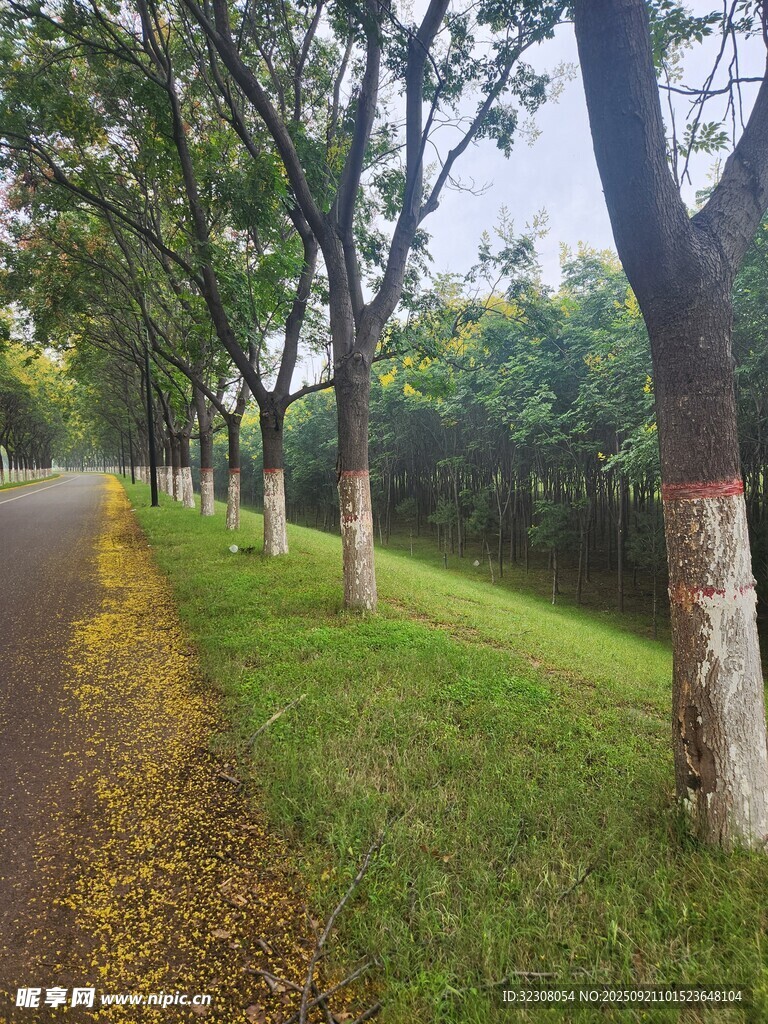 秋日林荫道的静谧景致