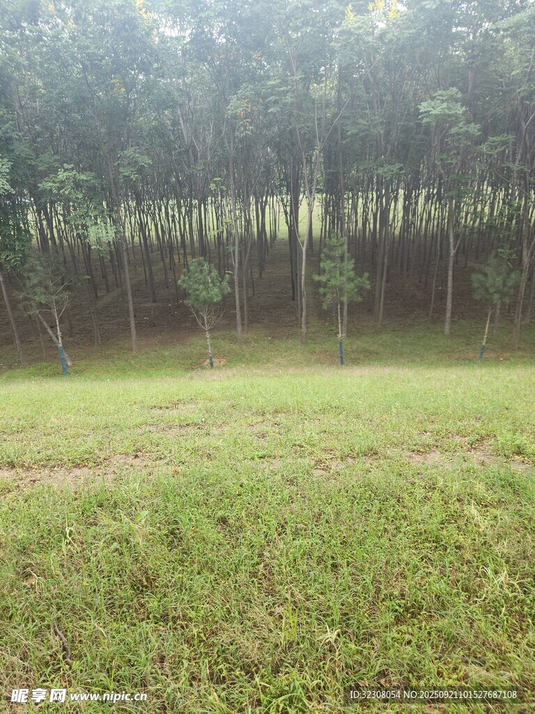 林间草地 