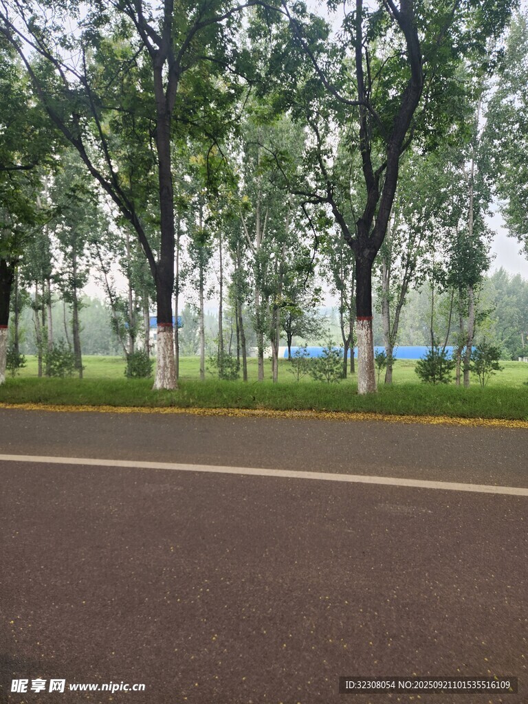 林荫下的静谧柏油道路