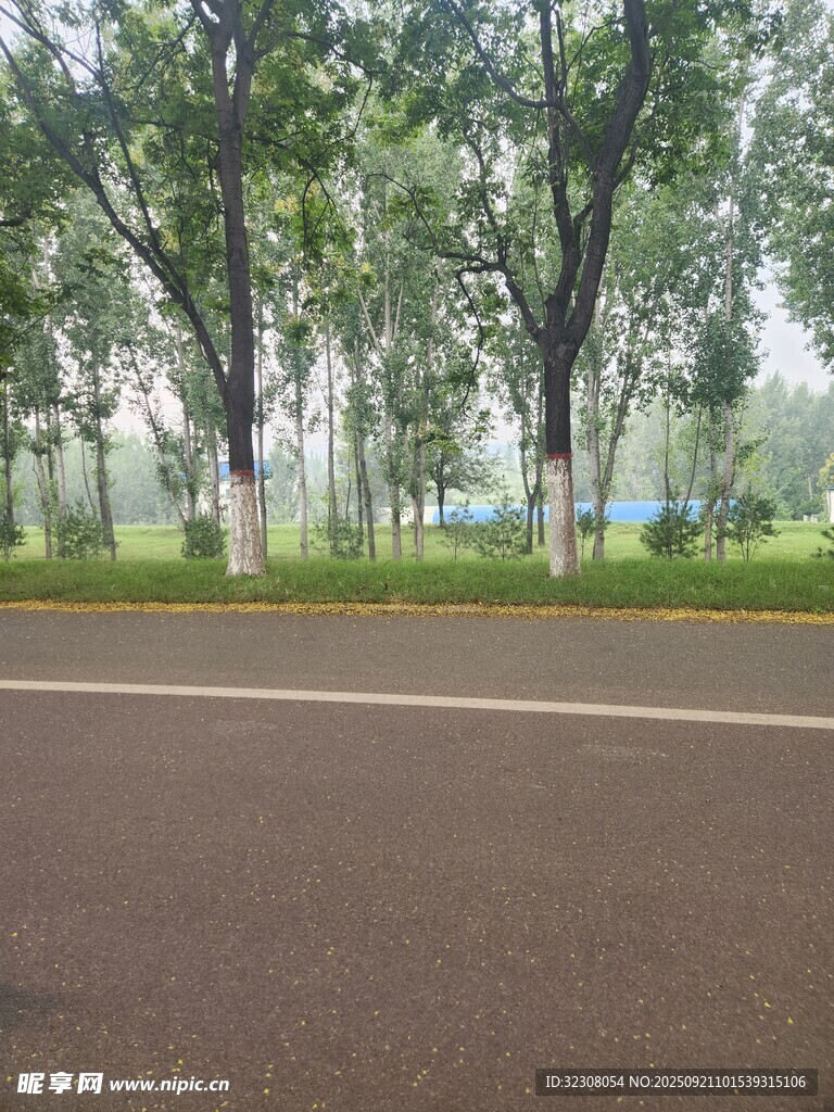 林荫下的宽阔柏油马路