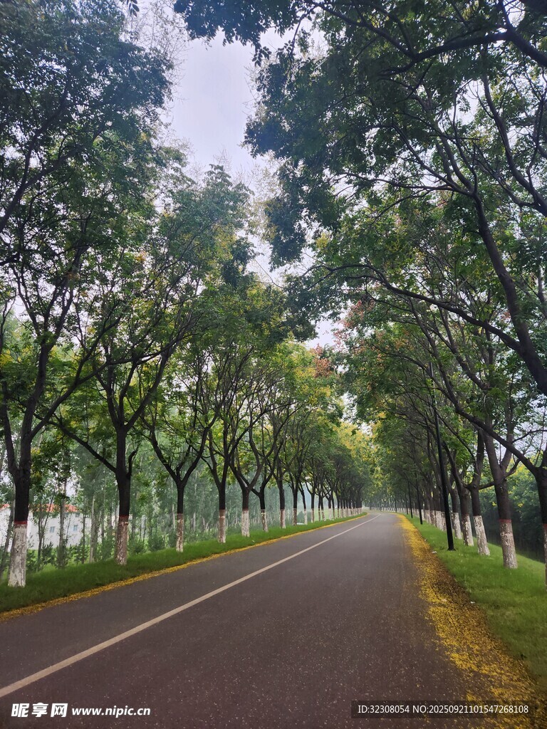林间静谧公路 