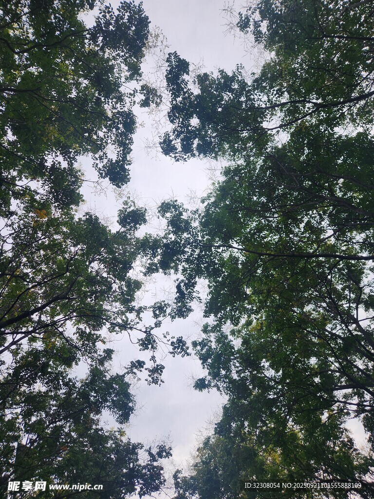 仰视茂密树林树冠