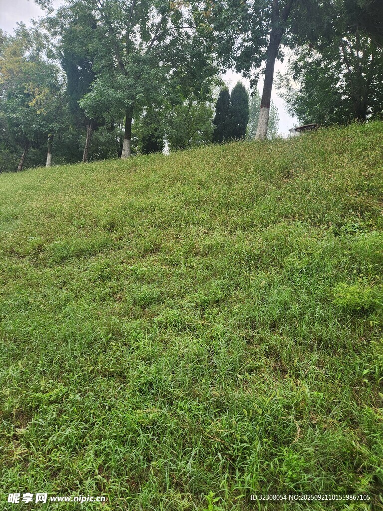 绿意盎然的户外草地景观