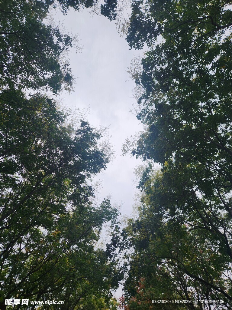 仰望茂密树林树冠