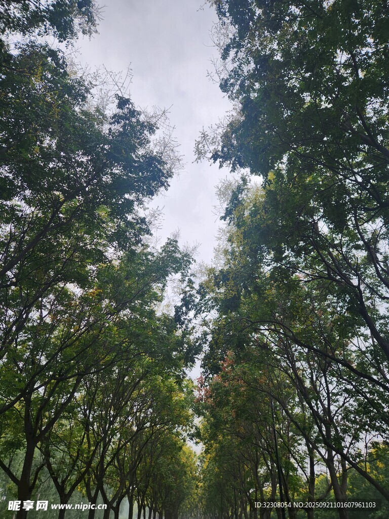 林间绿荫
