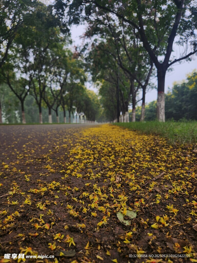 秋日落叶铺就的静谧小路