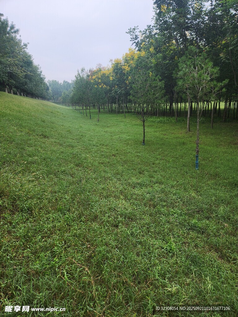 绿意盎然的草地与树木
