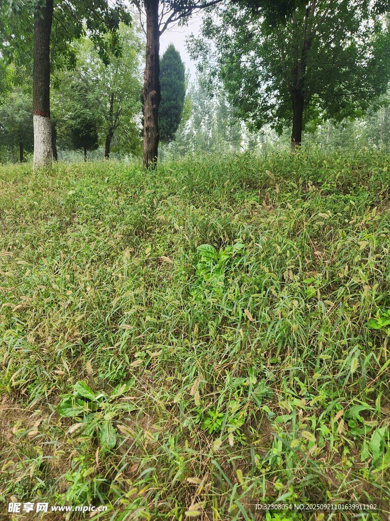 林间草地绿意盎然