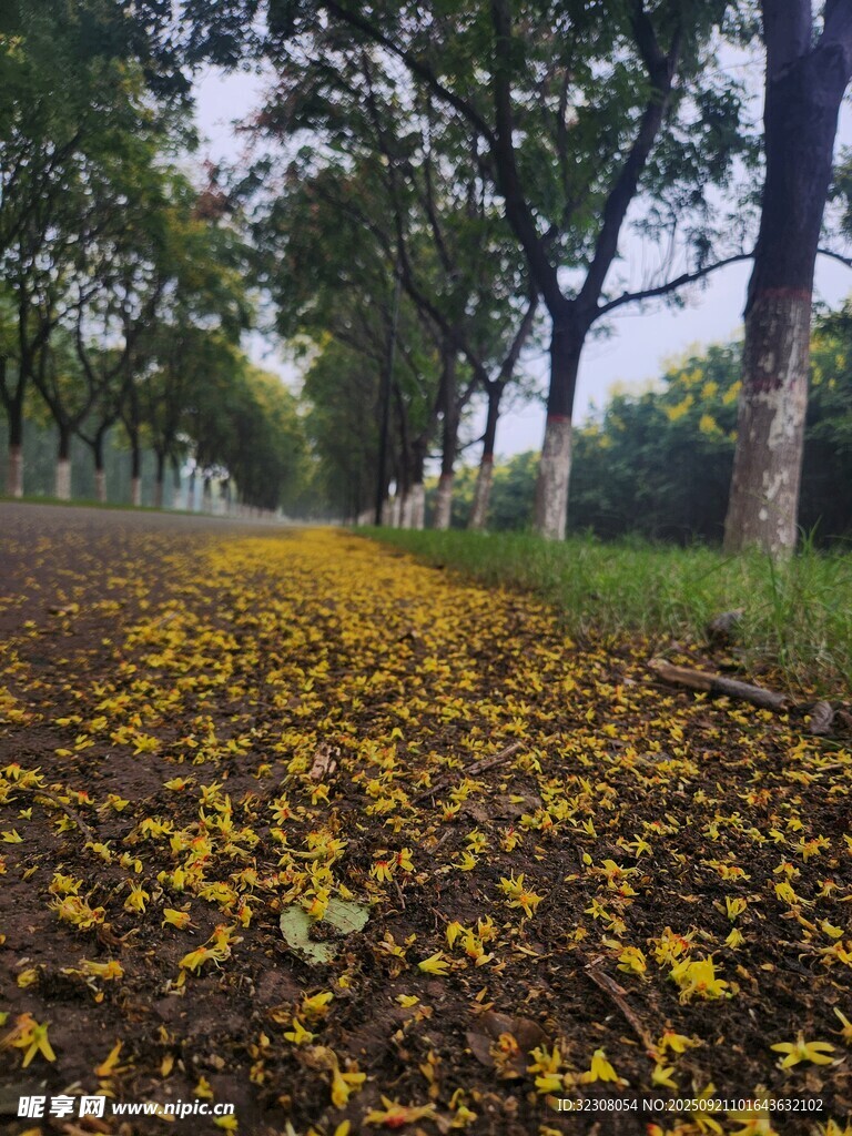 秋日落叶铺就的林间小道
