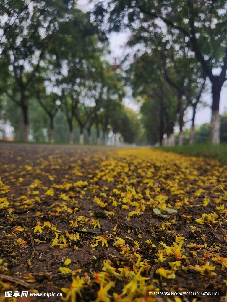 秋日落叶铺就的静谧小径