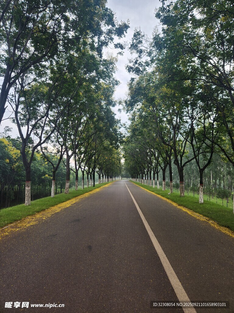 林间静谧公路