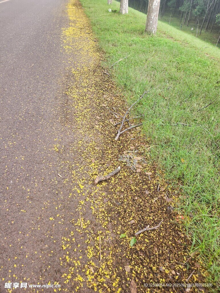 路边散落的黄色花瓣