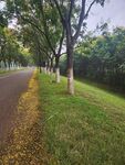秋日林荫道 