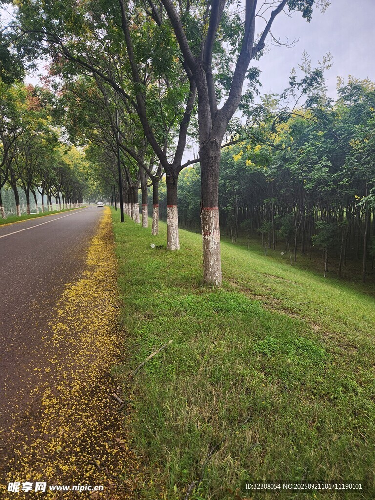 秋日林荫道 