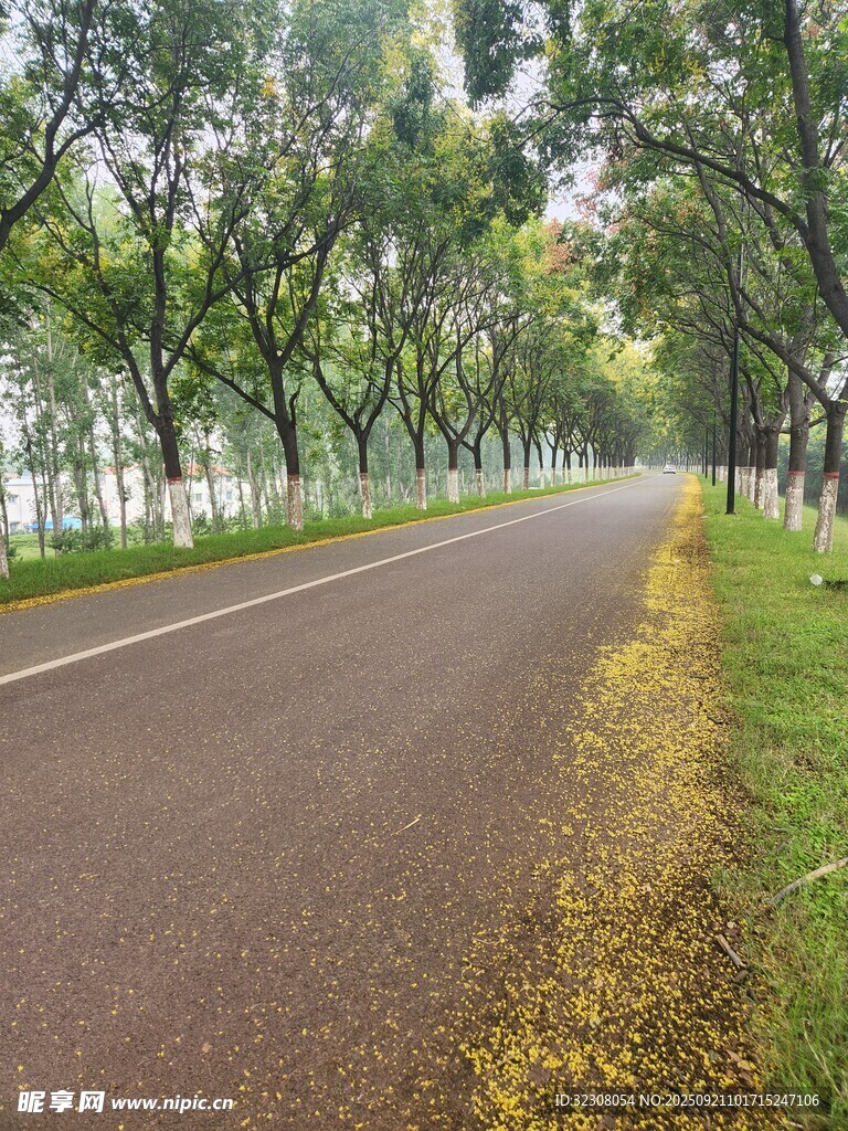林间静谧小路 