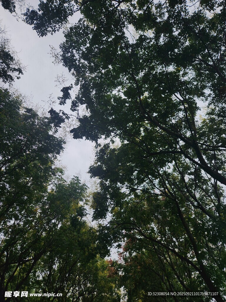 仰视茂密树林树冠