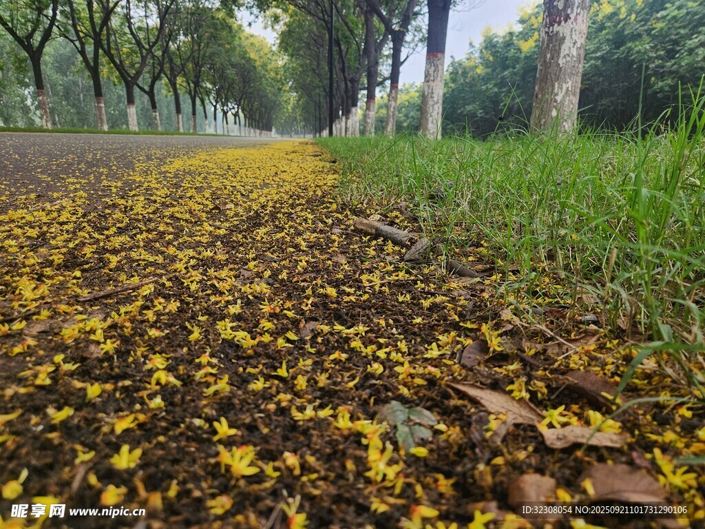 秋日落叶铺满林间小路
