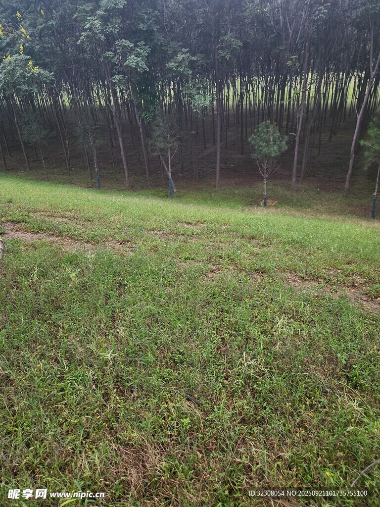 户外草地树林自然景观