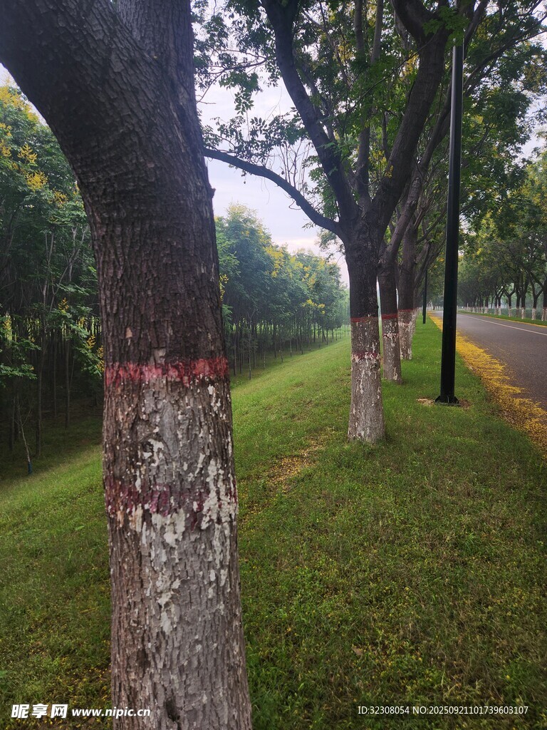 林荫草地间的树木景致