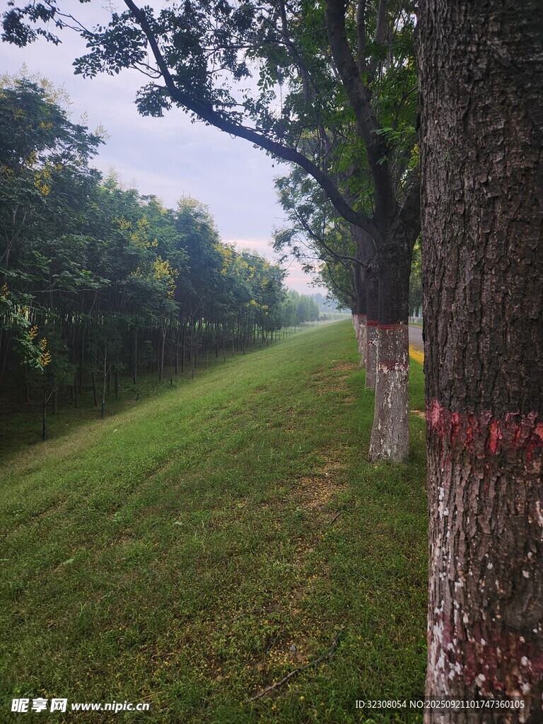 林间草地树木风景图