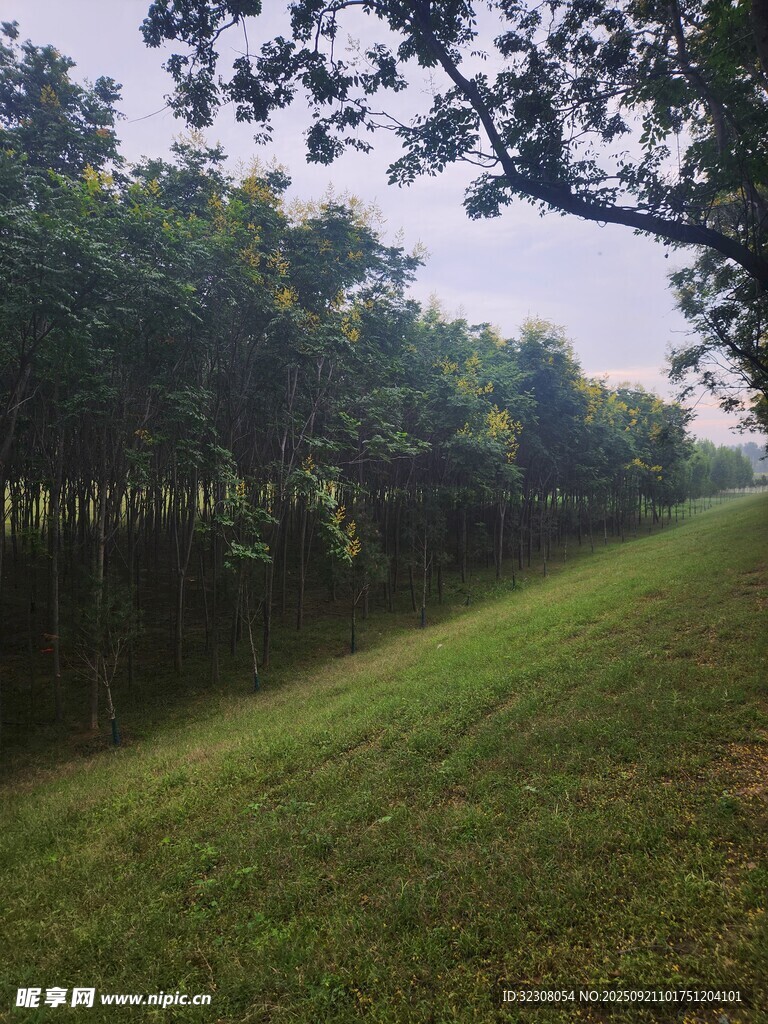 绿意盎然的户外草地风景