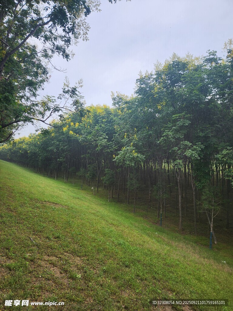 绿意盎然的草地与树木