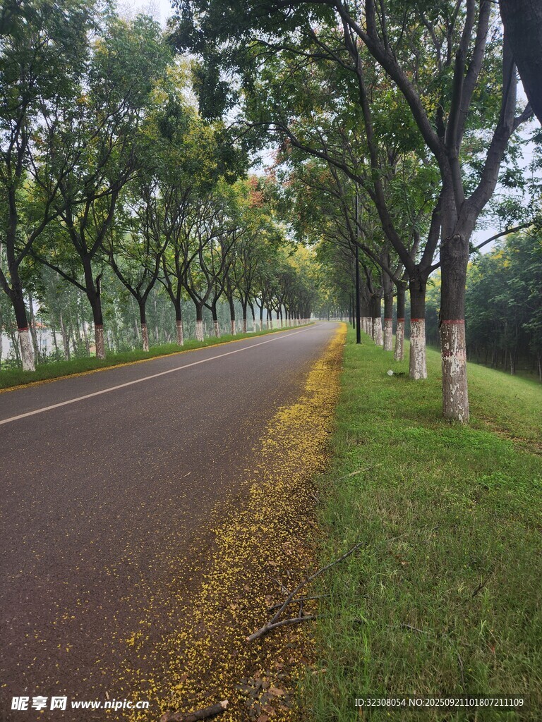 秋日林荫道 