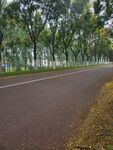 林间柏油路