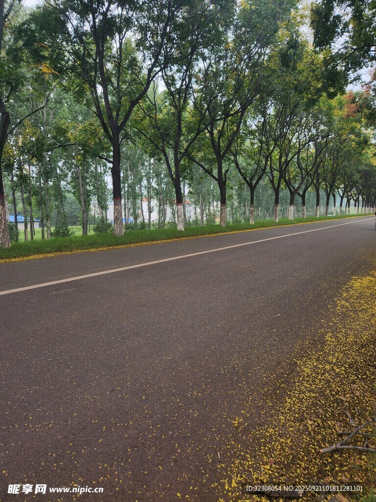 林间柏油路