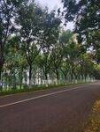 林荫大道