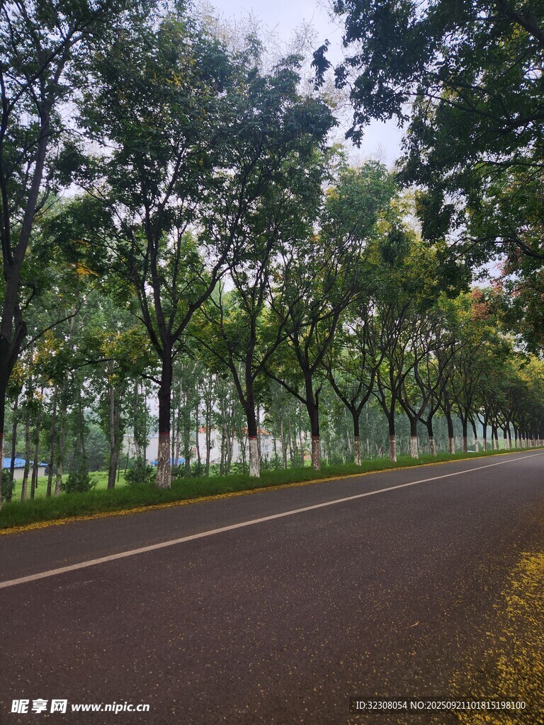 林荫大道