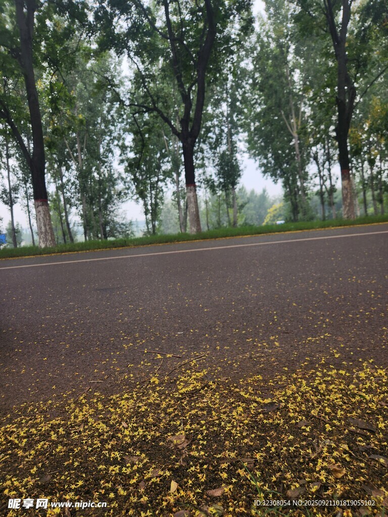 秋日落叶铺就的林间道路