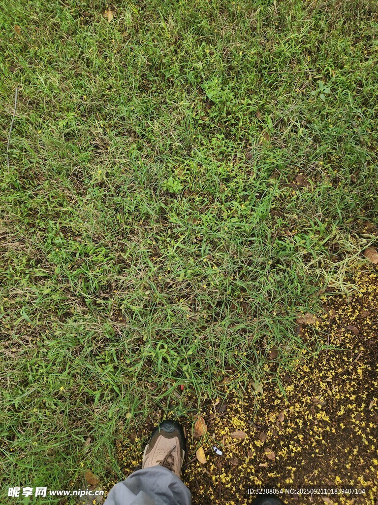 人立于翠绿繁茂草地间