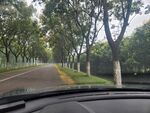 车内视角的林荫道路