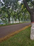 林荫道路