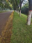 秋日林荫道 