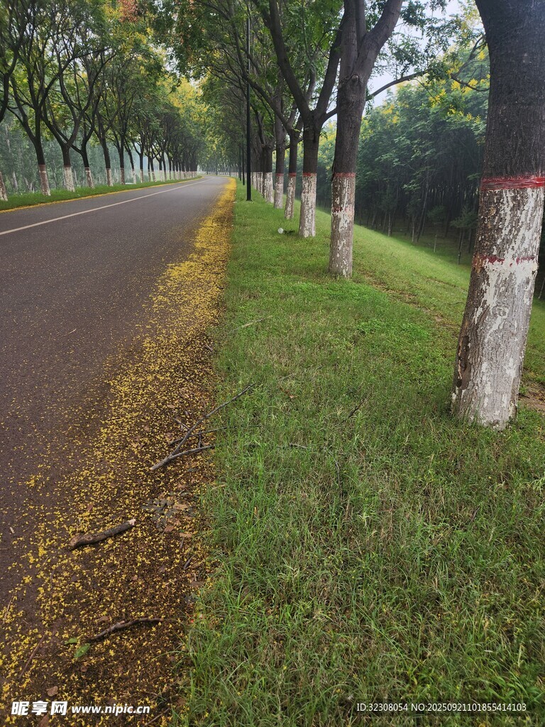 秋日林荫道 