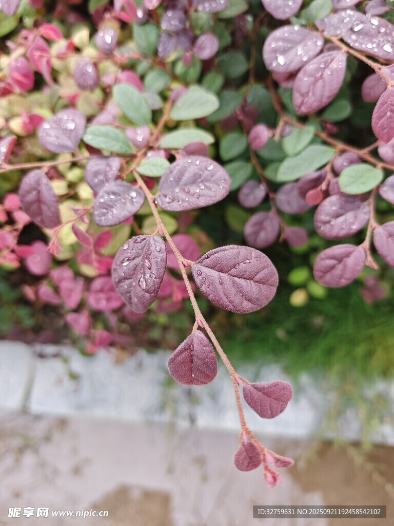 带露珠的多彩植物枝叶