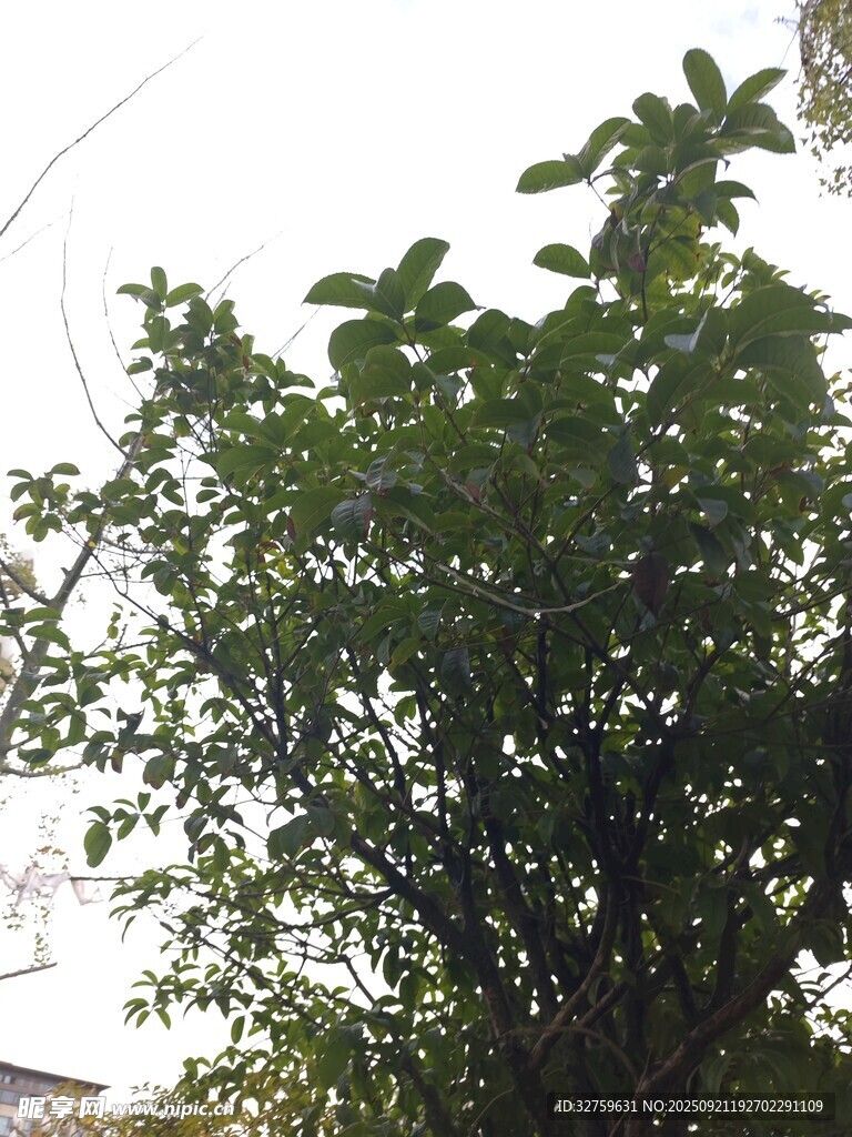 绿叶繁茂的树木