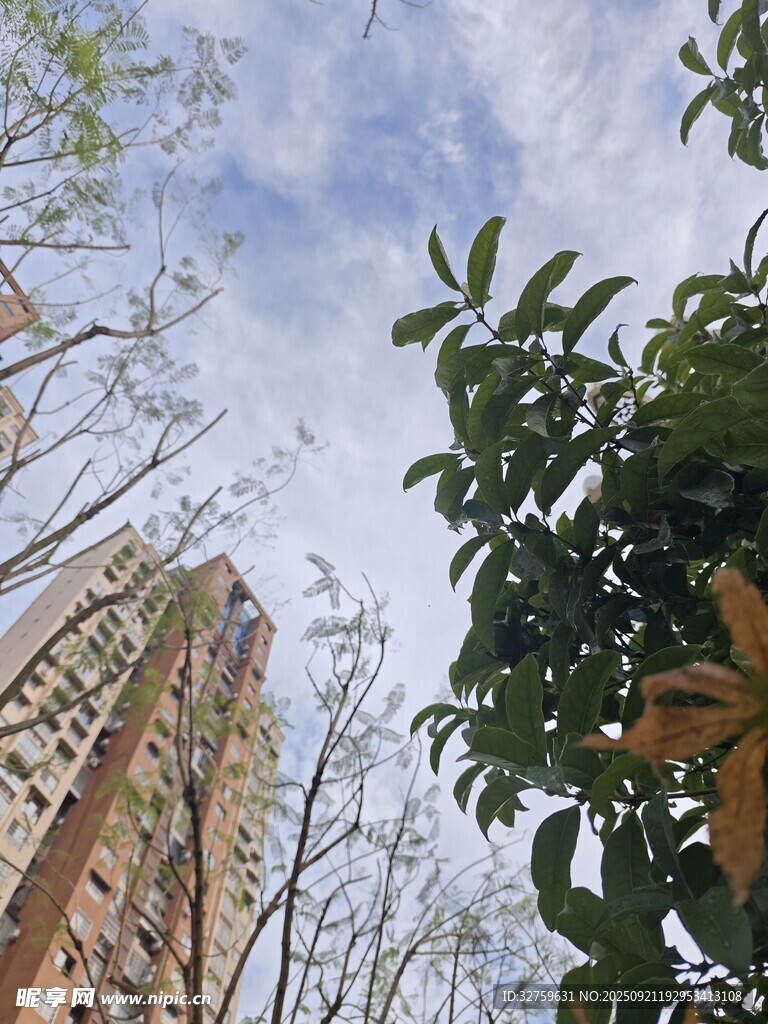 高楼与绿树相映成趣