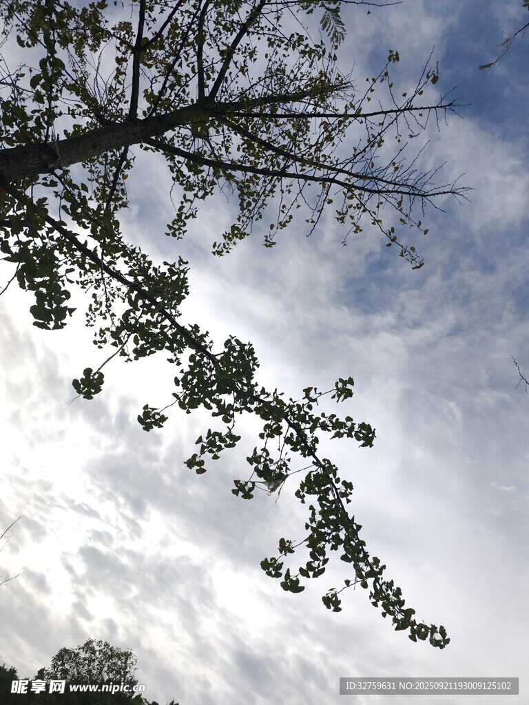 树枝伸向蓝天