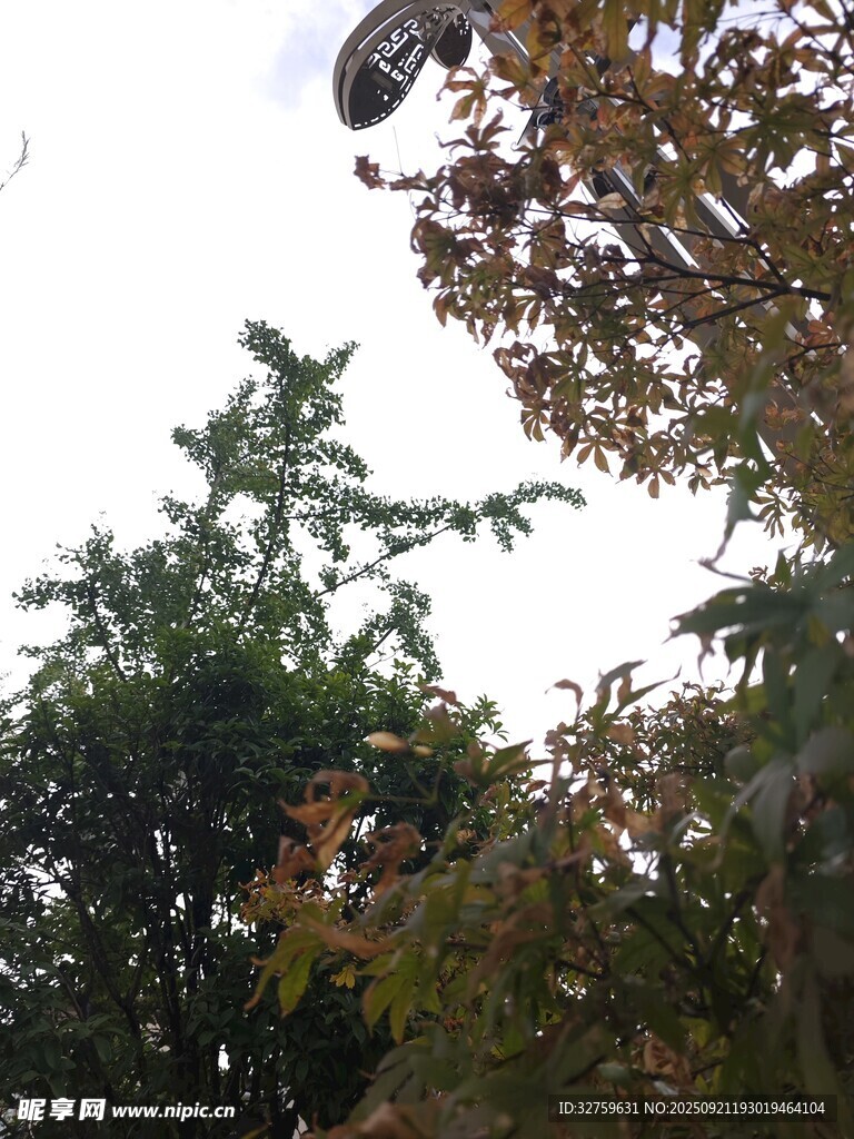 秋日树梢上的监控设备
