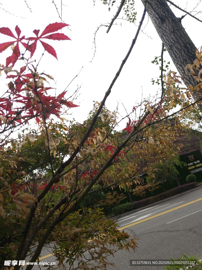 秋日路边红叶树枝景致