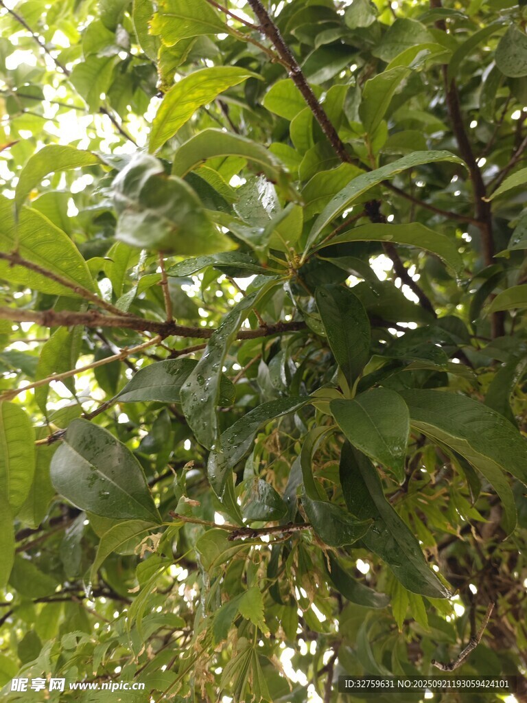 繁茂树叶间的光影景致