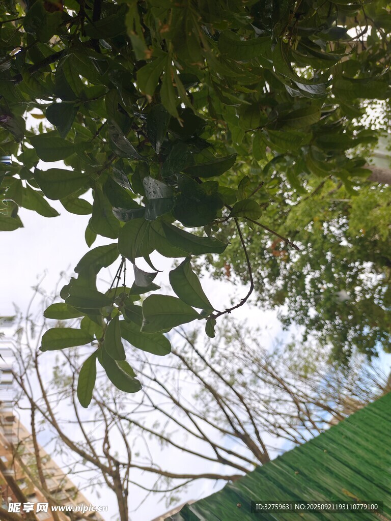 绿叶掩映下的屋顶一角