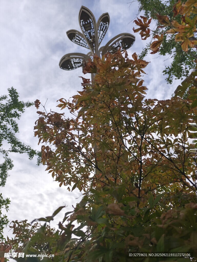 秋日树梢 