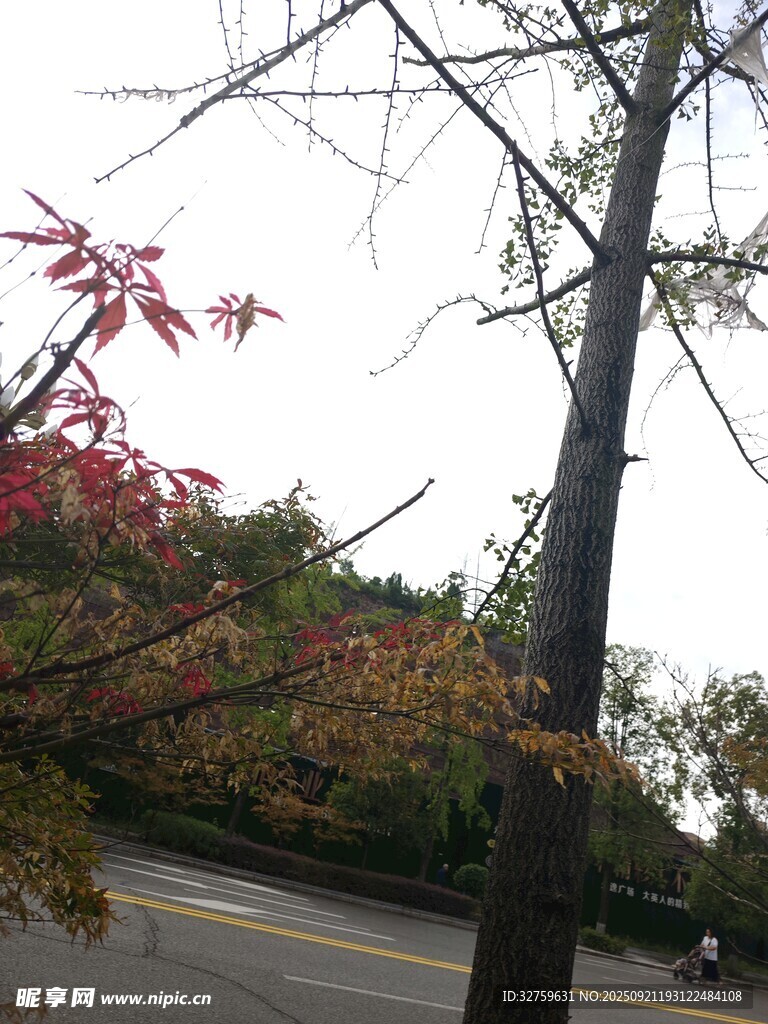 秋日路旁树木景致