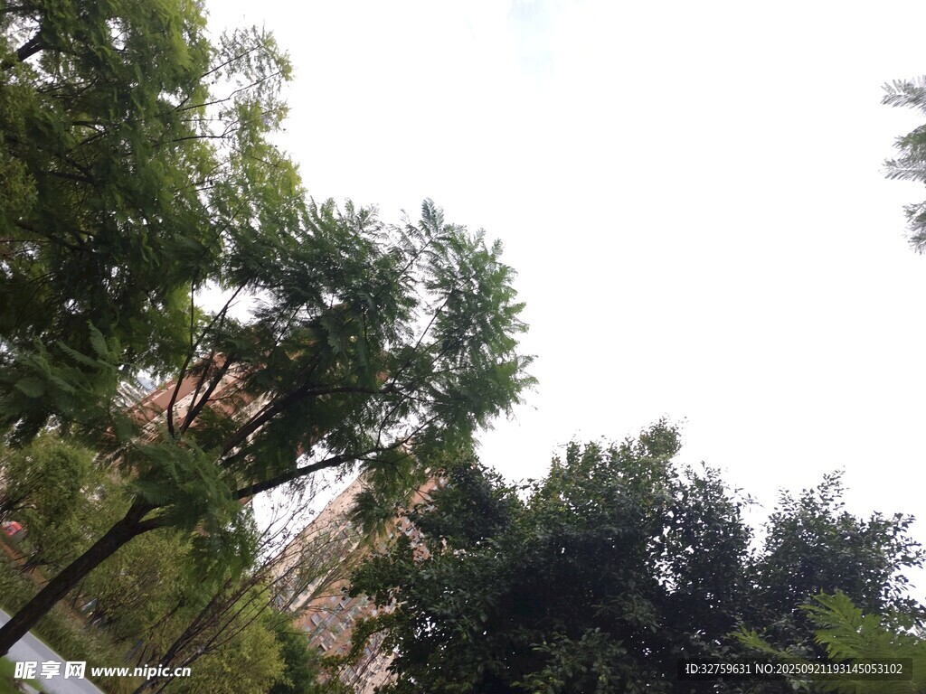 绿树环绕的城市景观
