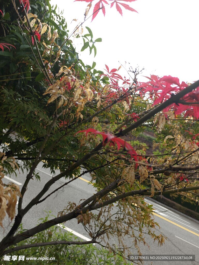 路边红枫